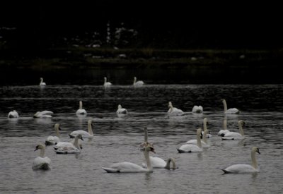 swan lake 042