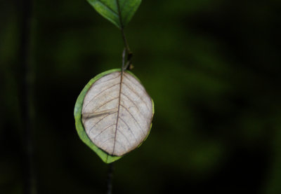 two-faced leaf 217