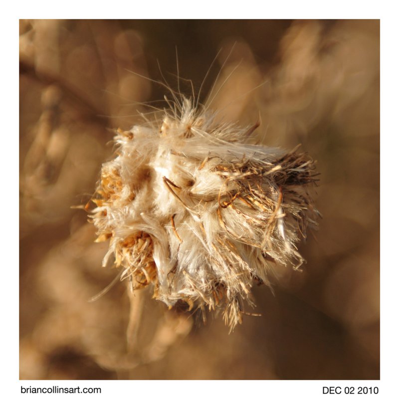 Thistle