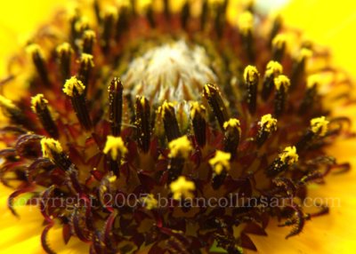 Sunflower Closeup 5 7 copy.jpg