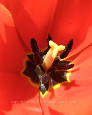 Red Tulip 8 10 copy.jpg