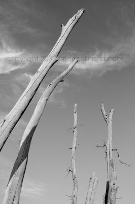 Dead trees at Calamus Resvoir