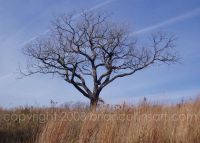 lone tree at Quarry Oaks Golf Course