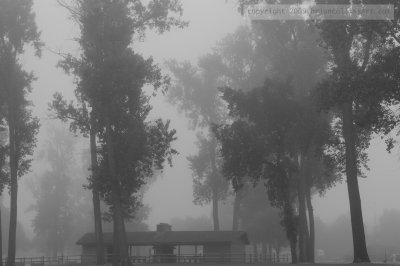 fog_in_black_and_white