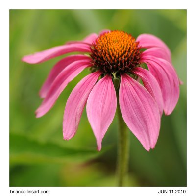 Purple Cone Flower