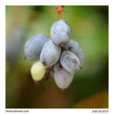 Oregon grapes