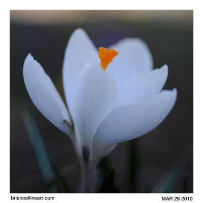 Crocus