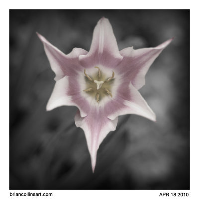 Tulip