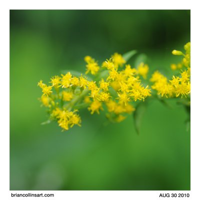 Goldenrod