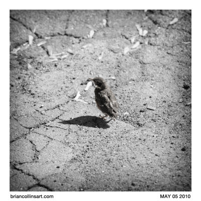 baby bird