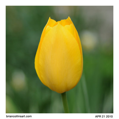 Tulip