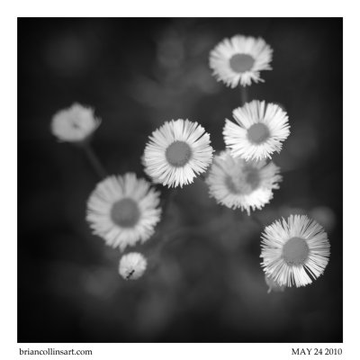 Fleabane