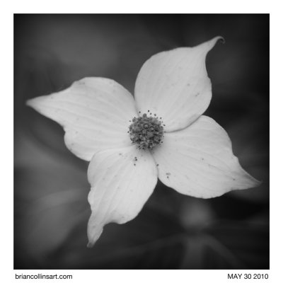 Dogwood flower