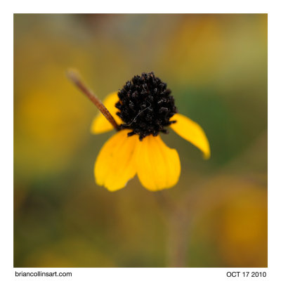 Black Eyed Susan