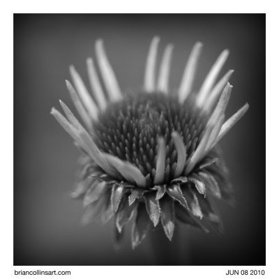 cone flower