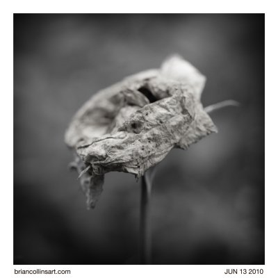 dead flower