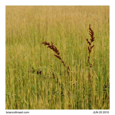 empty lot prairie