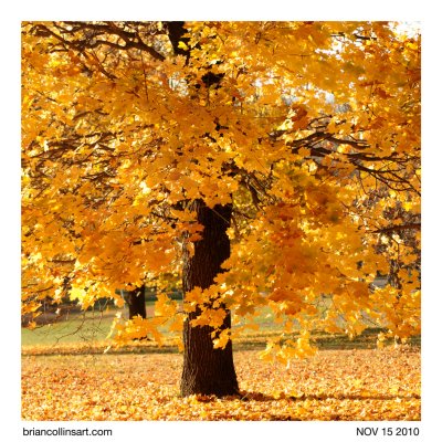maple tree