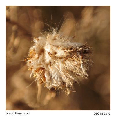 Thistle