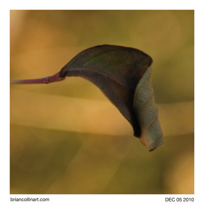 leaf