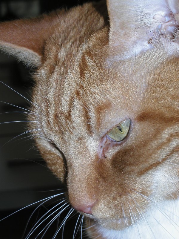 sam close up.JPG