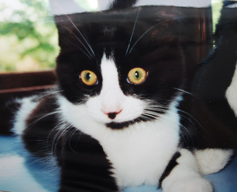 teddy as a kitten