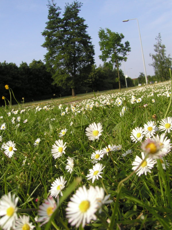 daisy
