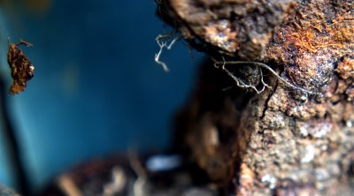 eroded