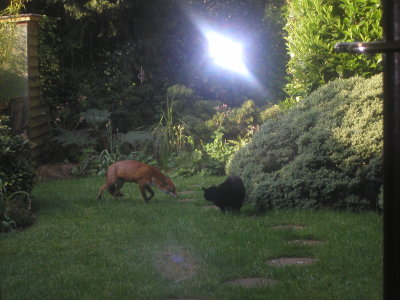 cleo meets foxy