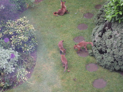 the fox cubs are here for another year, 4 I think.