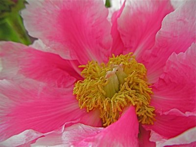 peony.JPG