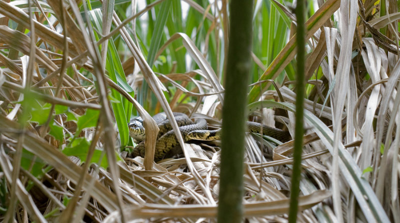 <i>Natrix natrix</i><br>Grass Snake