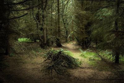 Dark conifer