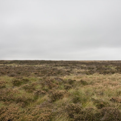 Bleak