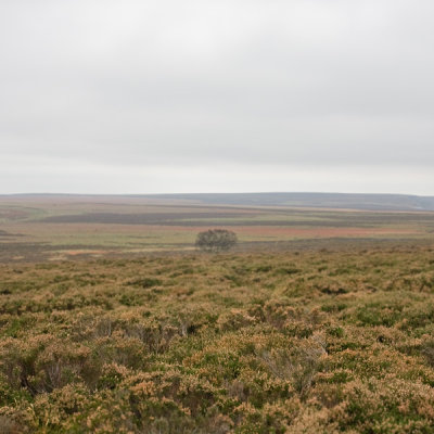 Bleak II