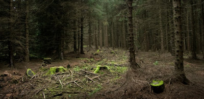 Forest clearing