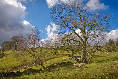 Sheep at hathersage