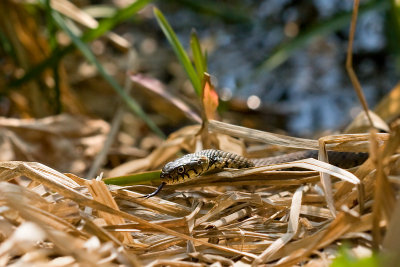 <i>Natrix natrix</i><br>Grass Snake