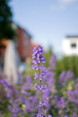 lavender.jpg