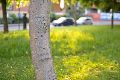 tree.jpg