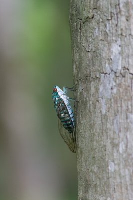 Ciccada