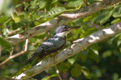 kingfisher.jpg