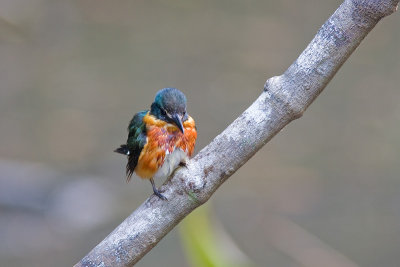 kingfisherpygmay.jpg