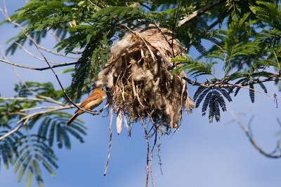 nest.jpg