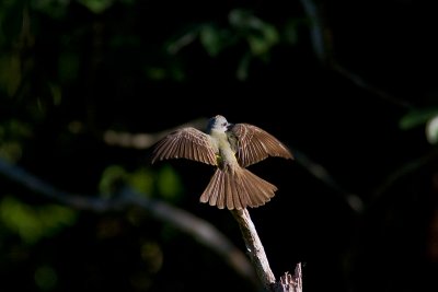 wingspread.jpg
