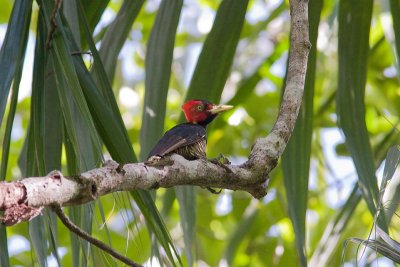woodpecker.jpg