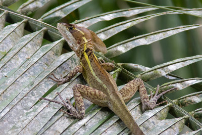 Basiliscus vittatusBrown Basalisk