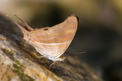 butterflyclose.jpg