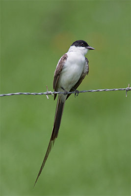forktail.jpg