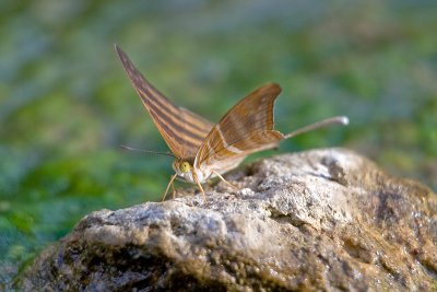 greenbutterfly.jpg